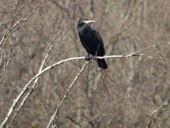 Kormoran hält Ausschau