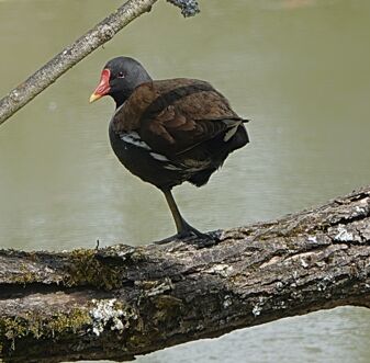 grünfüßiges Teichhuhn