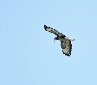 Bussard mit Maus