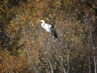 Kormoran und Reiher