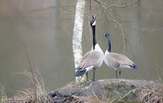 Stoßgebet des Ganters (Kanadagans)