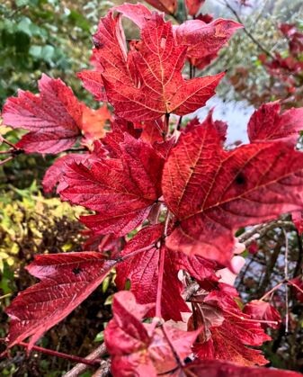 Herbstlaub